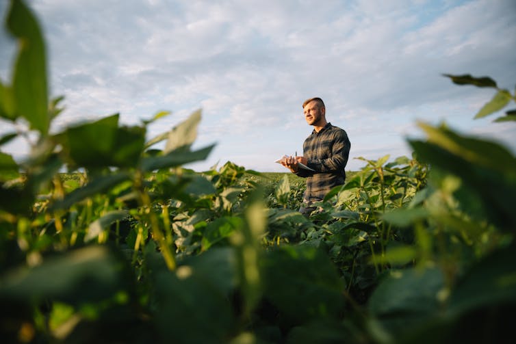 A farmer surveys crops in a field. Agriculture is too vital a domain for us to allow hasty deployment of potent but insufficiently supervised and often experimental technologies like AI.