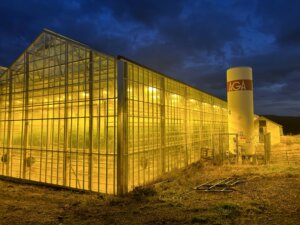 cucumber greenhouse in iceland