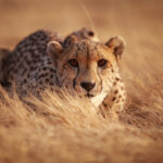 Cheetahs dont do data sharing