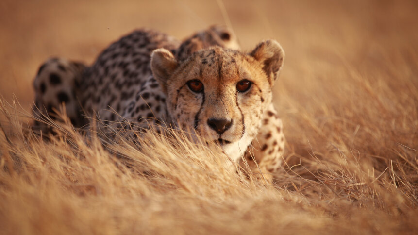 Cheetahs dont do data sharing